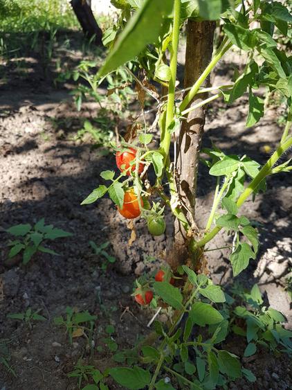 Casa singur in curte in Apoldu de Jos , la 35 km de Sibiu! - 7