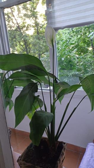 INCHIRIERE 2 CAM BULEVARDUL DIMITRIE CANTEMIR - 4