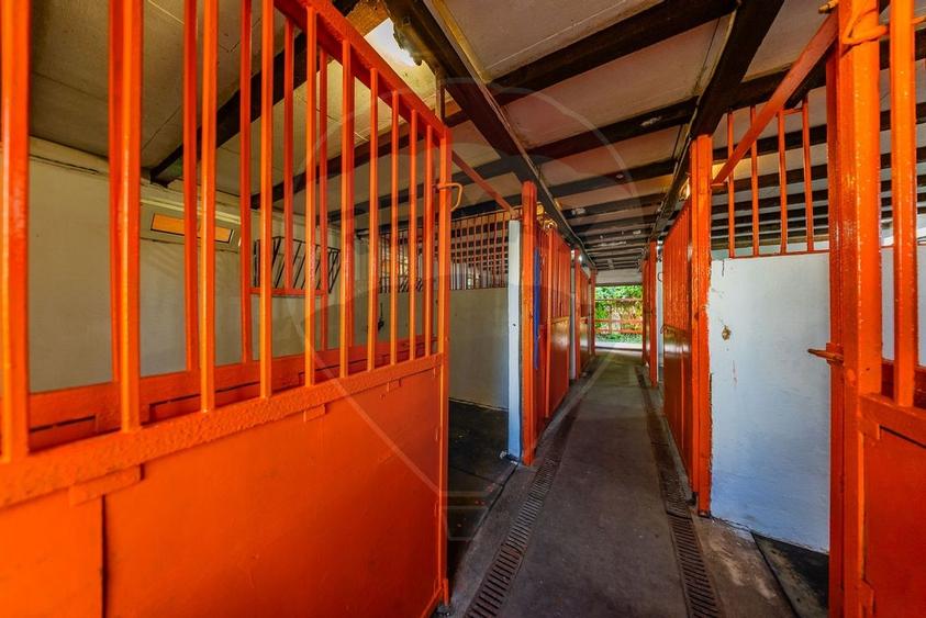 Ferma de cai andaluzi de vanzare - Zadareni - 4