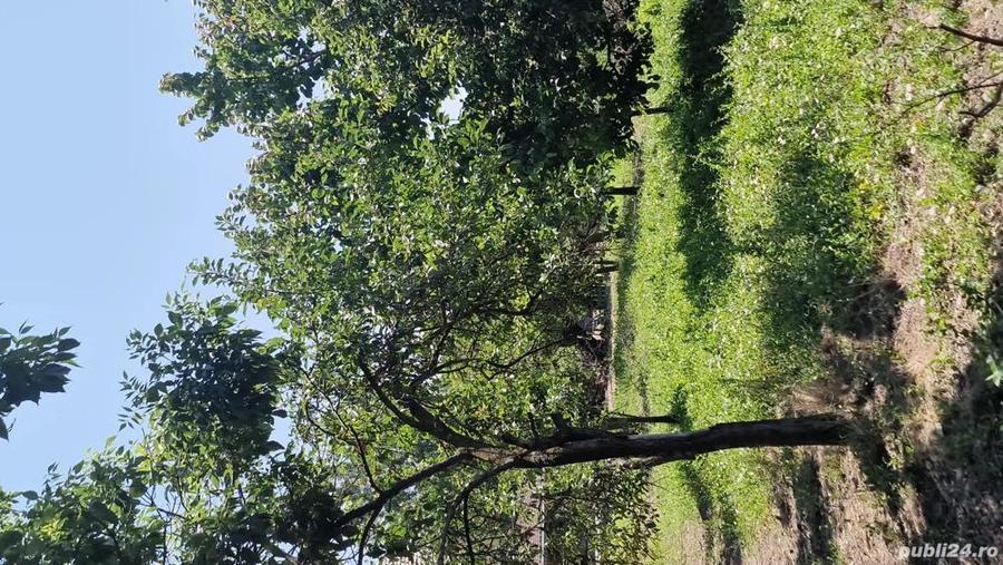 Casa de vanzare in zona rurala - 6