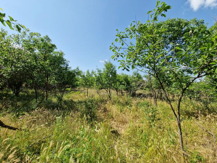 Teren Construcții intravilan de 1479 mp, în Polcești