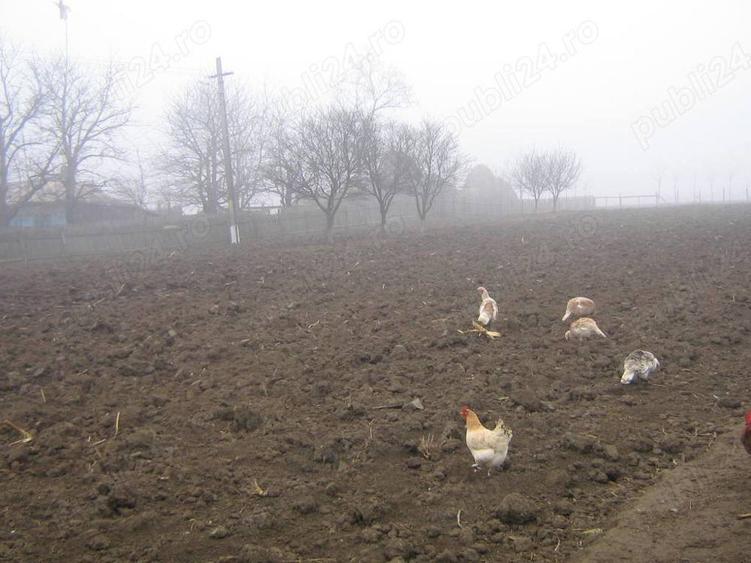 De vanzare casa ?i gradina - 9