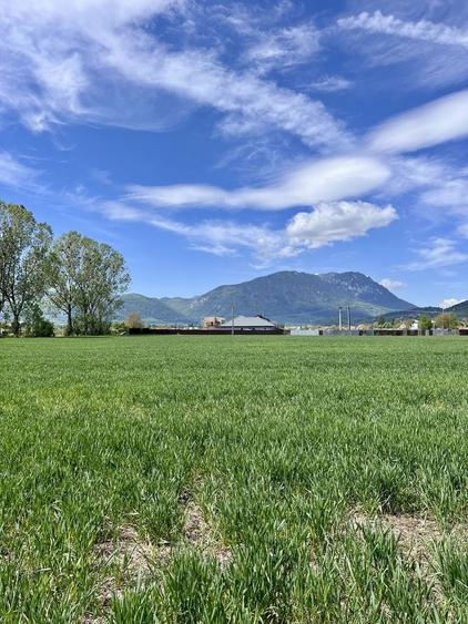 Teren de vanzare Brasov | Intravilan | Zarnesti 1150m2 - 8