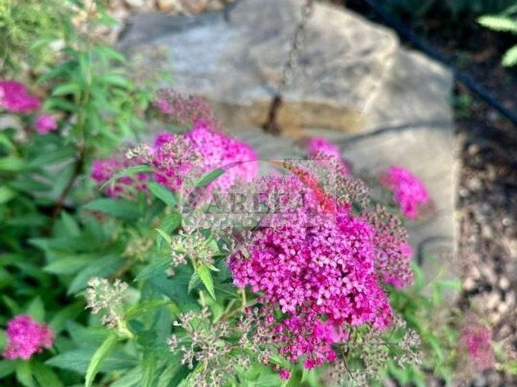 Vila lux de vanzare in cel mai dorit complex din Erou Iancu Nicolae-locatie rara - 40