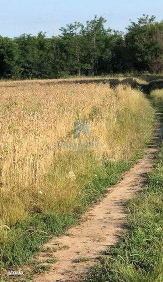 Teren Intravilan | Cernica-Sat Posta | 1588mp | UTR L1 - 3