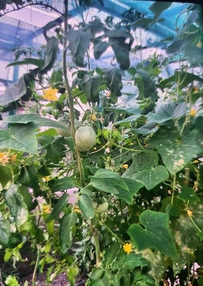 Casa pasiva, Sera, autosustenabiliitate - 2