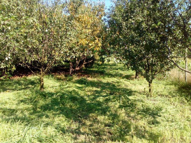 Cabana cu teren 813 mp de vanzare - Hasag, Sibiu - 1