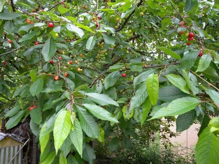 Vila de vanzare in orasul Valenii de Munte ,PH - 5