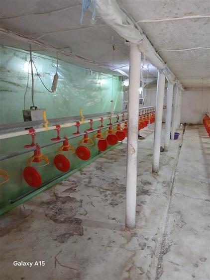 RECO Microferma avicola la doar 14 km de Oradea - 7