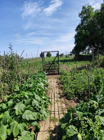 Casa, curte si teren 2780 mp - 1