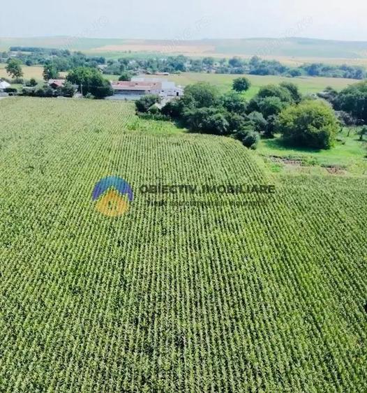 Teren de vanzare 9126 mp- comuna Stefan cel Mare - 6