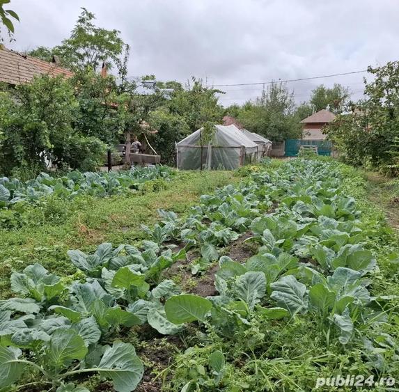 Vand Casa cu curte 851 mp 15 minute de Alexandria - 4