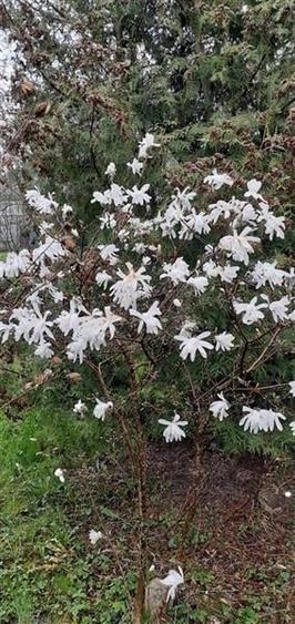 Casa cu gradina, piscina  si alte facilitati, Tarlungeni, Brasov - 8