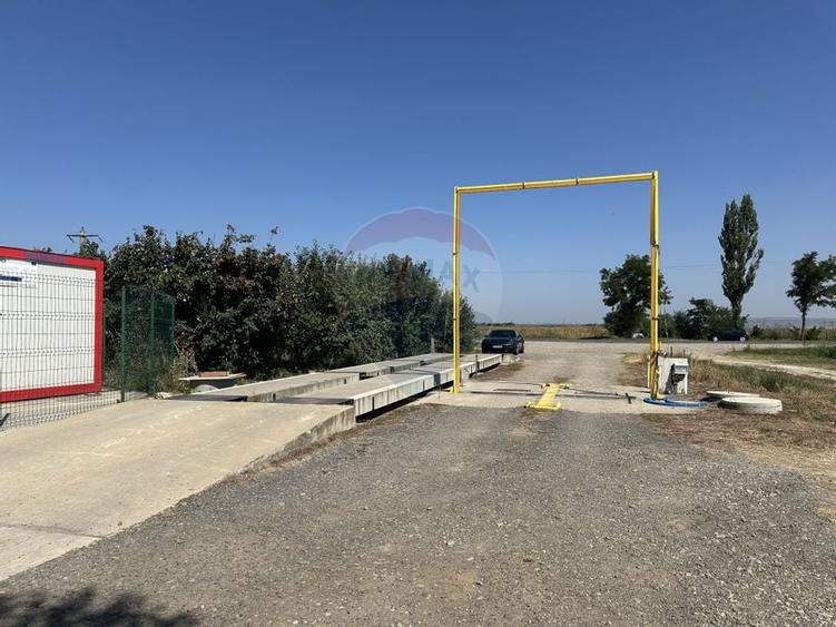 Ferma porcine la cheie - 28