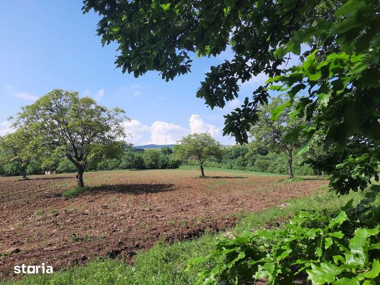 Fize? (Sag, Salaj) - 17.800mp teren intravilan + extravilan cu CF, PF - 1