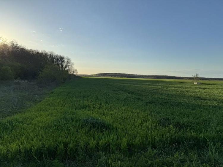 Teren Dragomiresti DEAL - 7