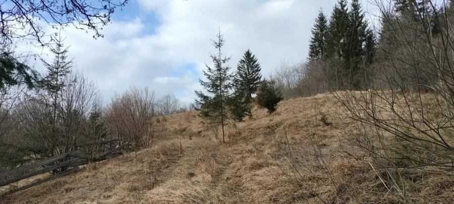 Teren de vanzare Bucovina - 7