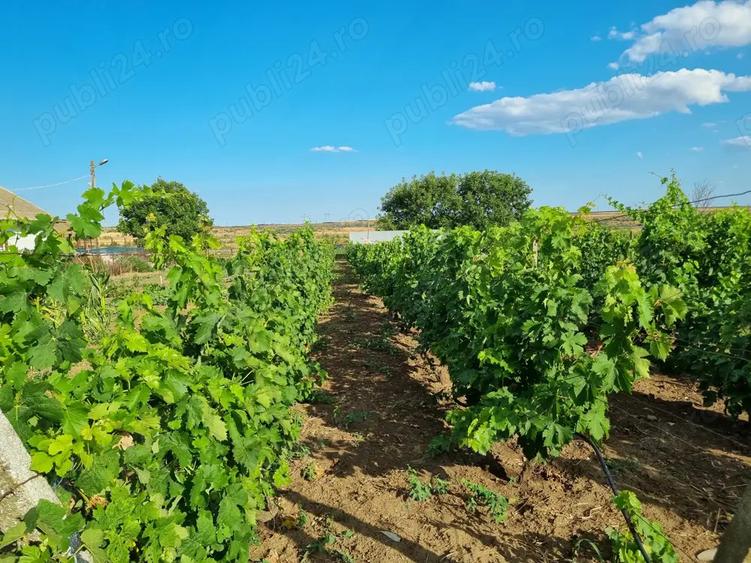 Vand proprietate - 2