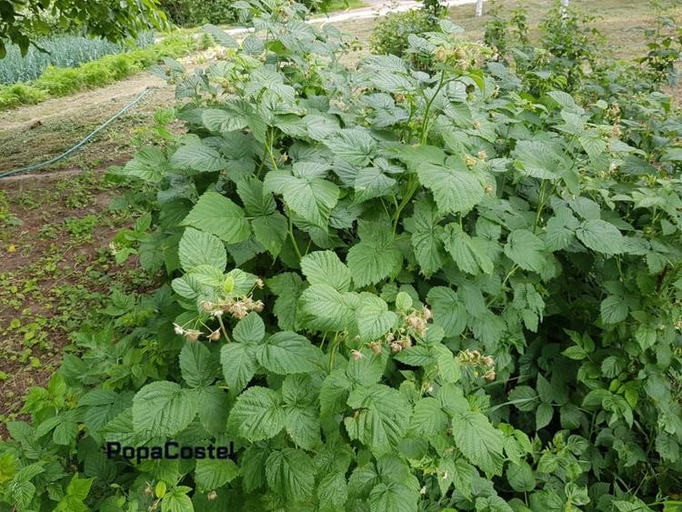 Petresti - Corbeanca 4648 mp intravilan desch. 33 m, utilitati, acces asfaltat - 10