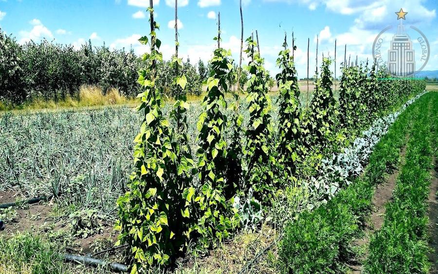 Investitie potential deosebit - Domeniu pe 20.400 mp teren intravilan, Brasov - 7