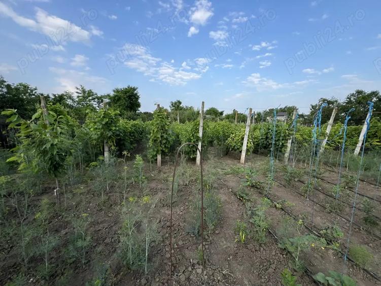 Casa Lacu Sarat Brailei - 7