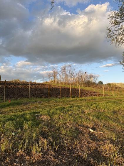 Teren de vanzare Walter Maracineanu Comuna Iepuresti judet Giurgiu - 5