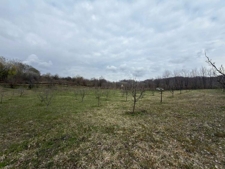 Teren / gradina de vanzare in Barbuletu, judetul Dambovita 8055 mp - 4