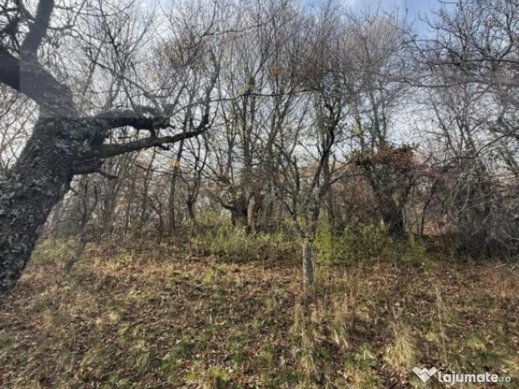 Teren extravilan impadurit, 20424 mp ideal pentru investitie - 3