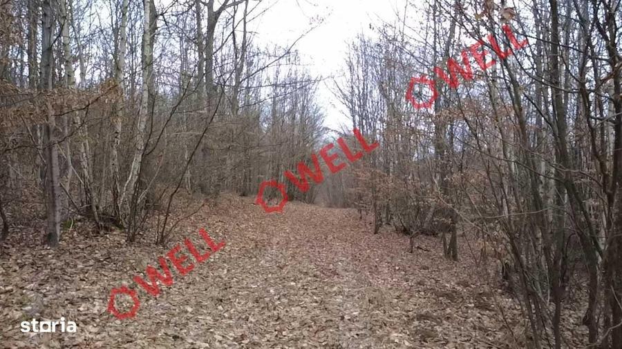Padure mixta de vanzare in Dalnic! - 1