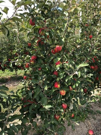 Afacere la cheie-FERMĂ POMICOLA - 5