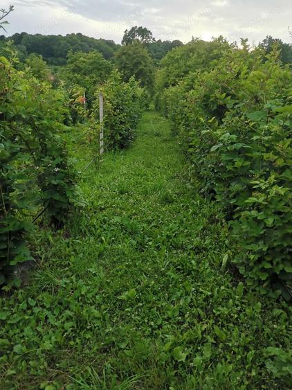De vanzare teren Curtea de Arges strada Ramnicu Valcea - 1
