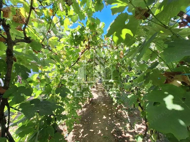 Cabana cu 3 camere, 392 mp teren, 3 Insule - 3