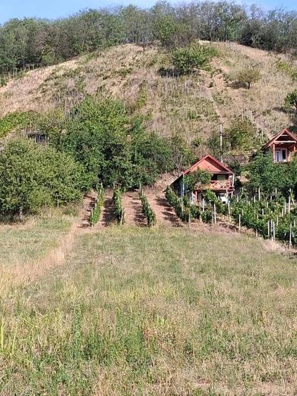 Teren Tileagd Bihor - 4