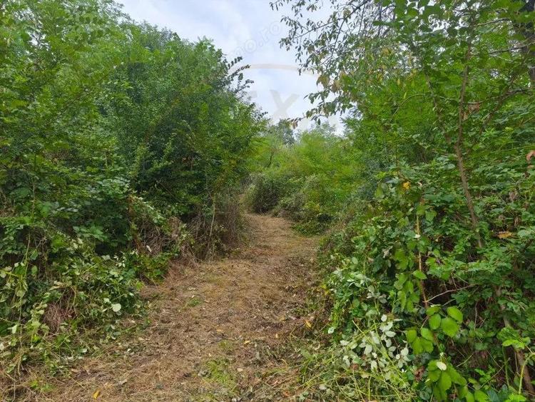 Teren 2552 mp Mosoaia Hintesti -Strada Basangesti - 4