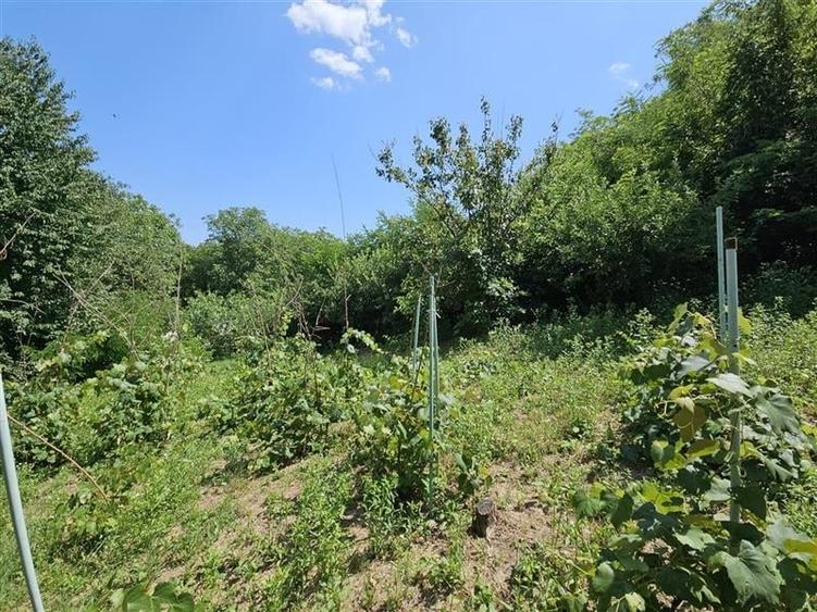 Casa spatioasa de vanzare in centrul satului Racaciuni  teren generos, livada, - 17