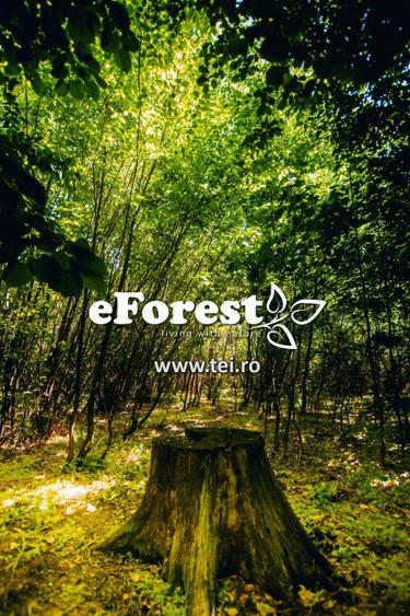 Loturi de casă 720 - 900 mp, langă Pădure în eForest, acces asfaltat - 2