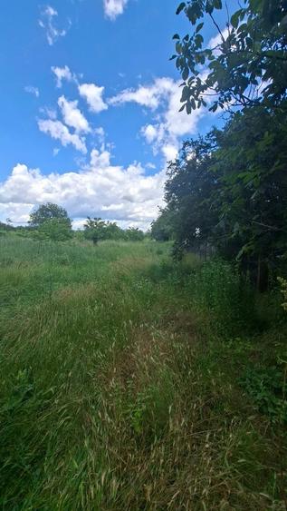 Teren de 5500 mp, în Vernești