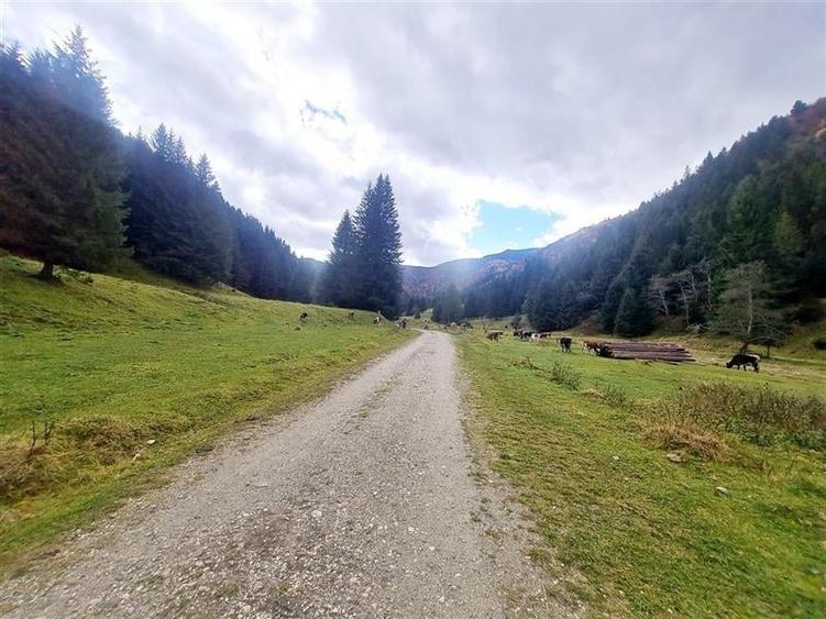 Teren intravilan panoramic 4.600mp,view iconic Piatra Craiului,oportunitate prem - 22