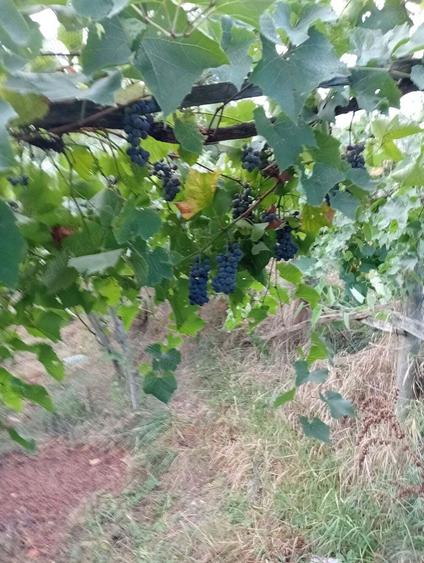 Casa batraneasca Greci 9000E - 2