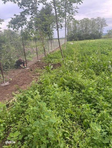 Vand teren intravilan Chiselet Calarasi - 5