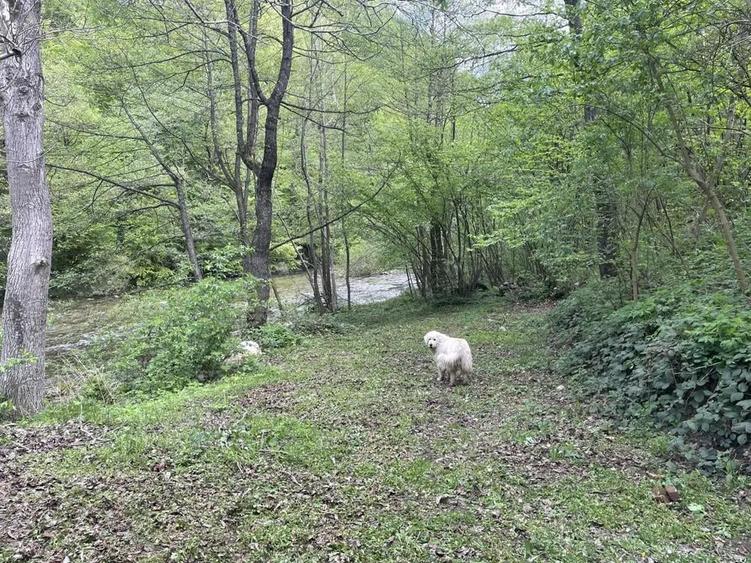 Oportunitate unica ! Proprietate in parc na?ional pe malul Cernei ! - 1