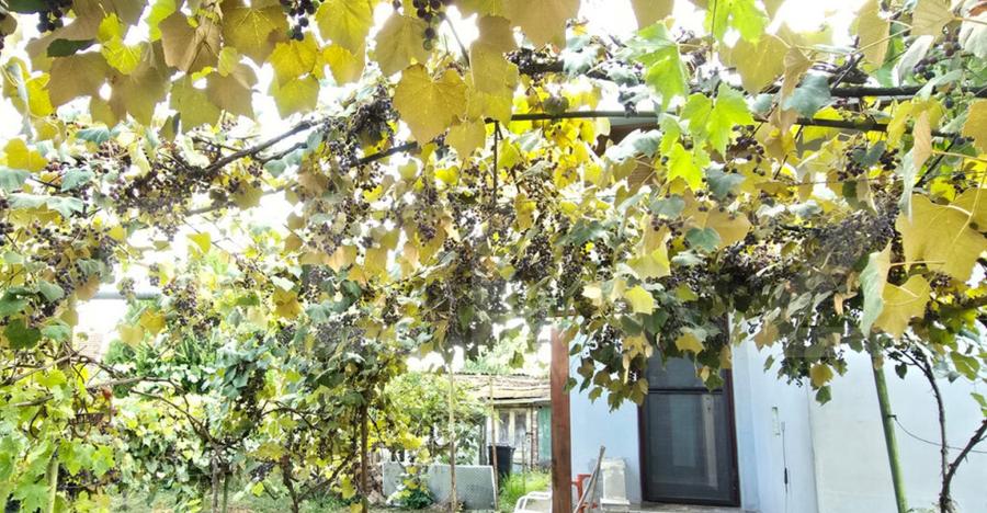 Casa 3 camere 92 mp, 338 mp de teren - 2