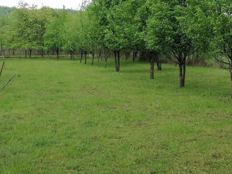 Teren Brebu vanzare 26 euro/mp - 4