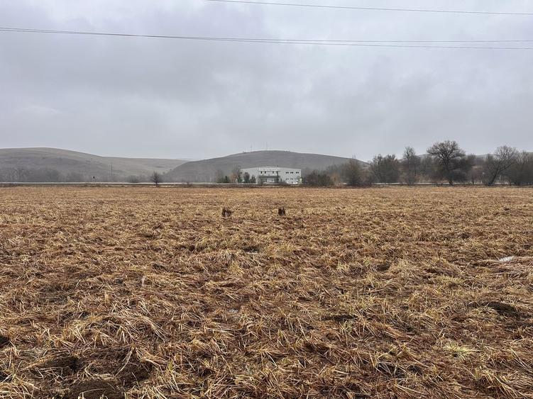 Vand TEREN INTRAVILAN 10.000 m2 ,front 50 ML la DN E-60 CAPUSUL MARE - 8