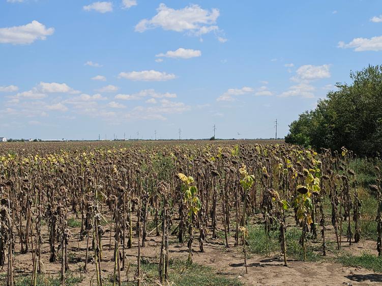 Teren Popesti | A0 | 3.3 HA intravilan | CU P+2 | Comision 0 - 9