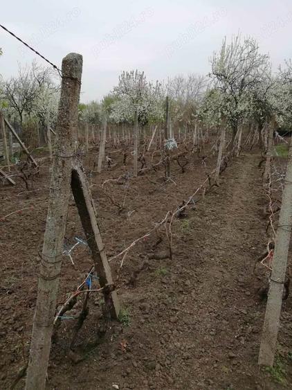 Vand teren intravilan , cultura de vie si casa batraneasca - 6