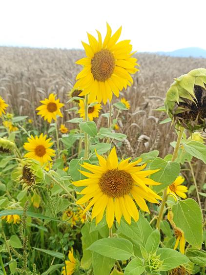 De vanzare - Teren intravilan pentru constructii – 16.500 mp / 0% comision - 19