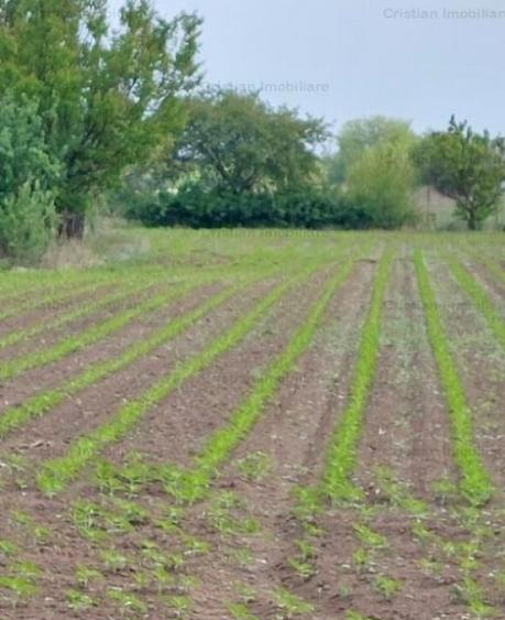 La Soseaua Principala (Braila-Buzau) Teren 2500 mp deschider - 5