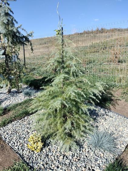 Ofer gradina de relaxare si stat in tihna, in Cluj-Napoca - 3