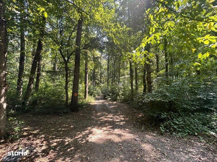 Teren de Vis pe malul lacului Snagov / 4000 mp in inima Naturii /40 m - 9